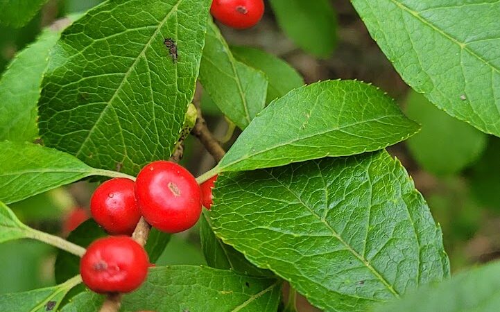 Alley Pond Park Trail - Queens, NY