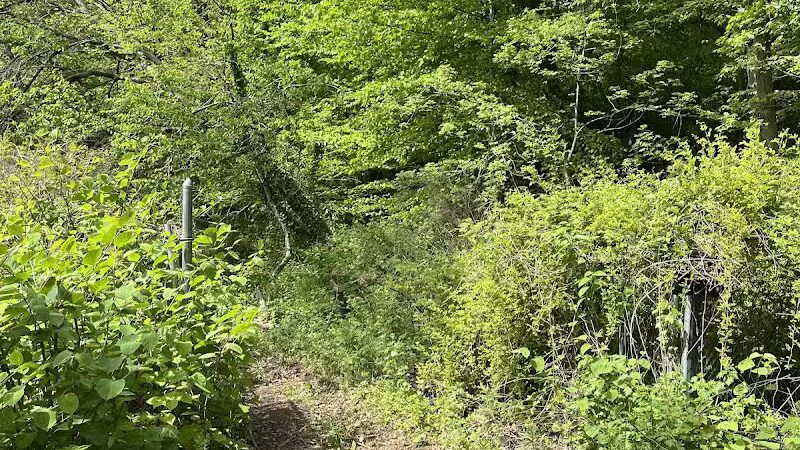 Alley Pond Park Trail - Queens, NY