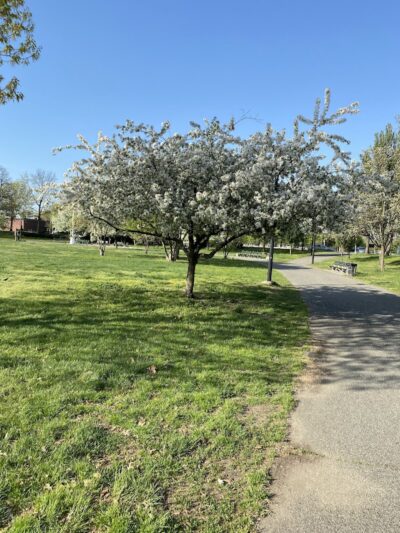 Archie Spigner Park - Queens, NY
