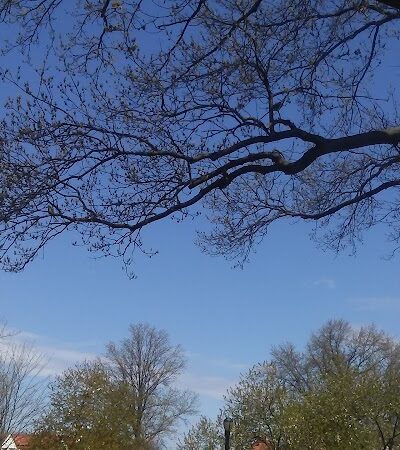 Archie Spigner Park - Queens, NY