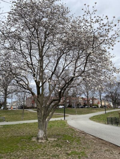 Archie Spigner Park - Queens, NY