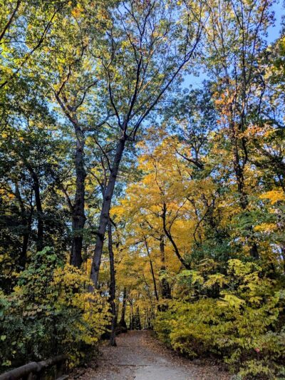 Forest Park forest trails - Queens, NY