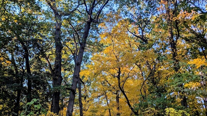 Forest Park forest trails - Queens, NY