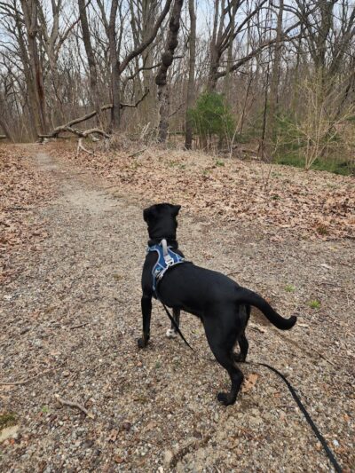Forest Park forest trails - Queens, NY