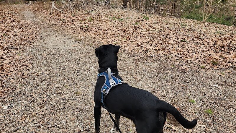 Forest Park forest trails - Queens, NY