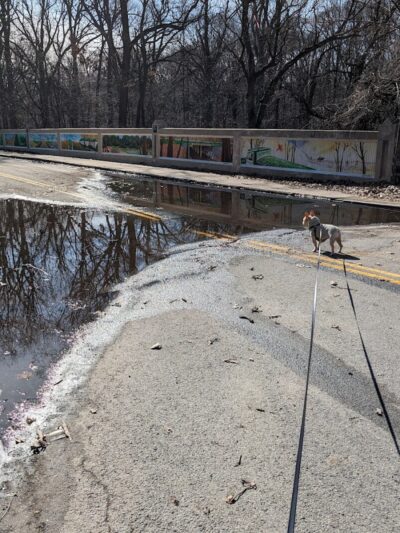 Forest Park forest trails - Queens, NY