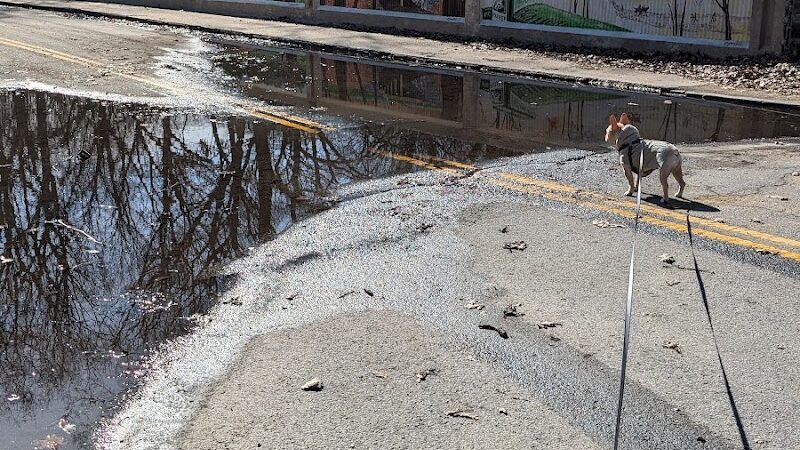 Forest Park forest trails - Queens, NY