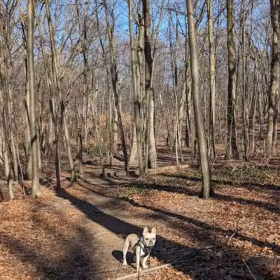 Forest Park forest trails - Queens, NY