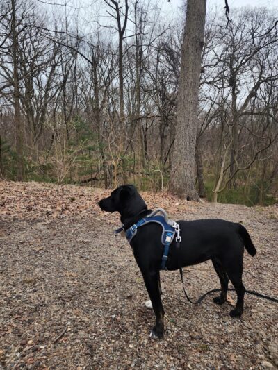 Forest Park forest trails - Queens, NY