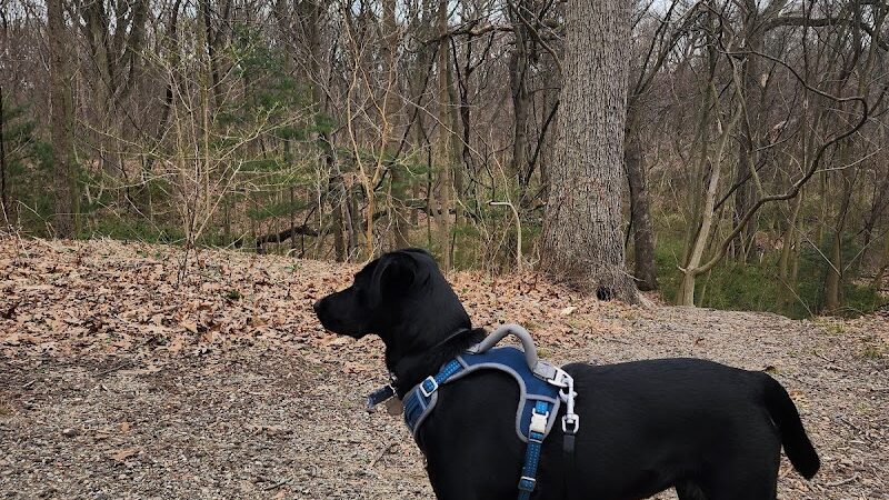 Forest Park forest trails - Queens, NY
