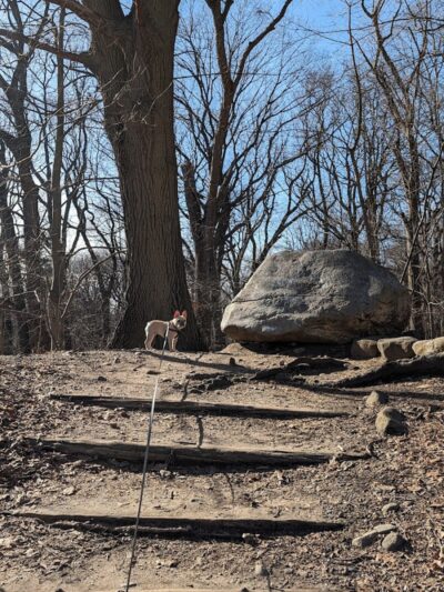 Forest Park forest trails - Queens, NY