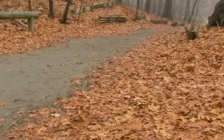 Forest Park forest trails - Queens, NY