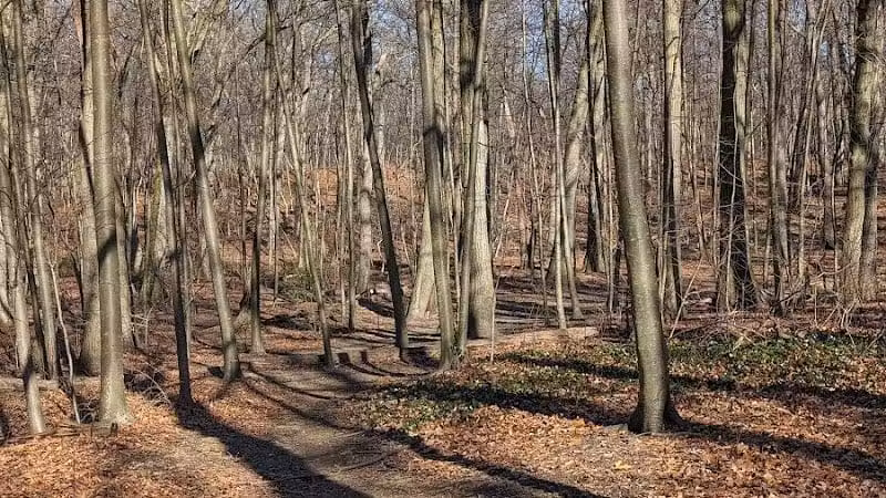 Forest Park forest trails - Queens, NY