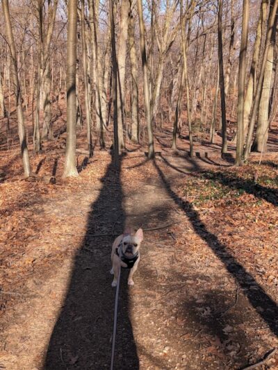 Forest Park forest trails - Queens, NY