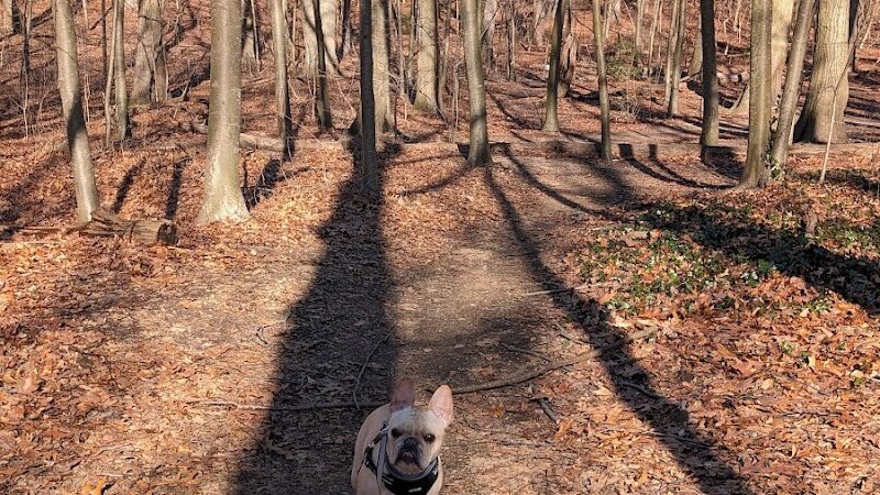 Forest Park forest trails - Queens, NY