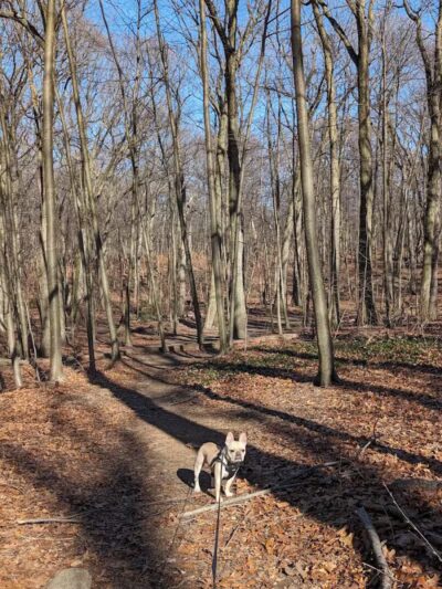 Forest Park forest trails - Queens, NY