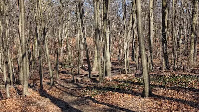 Forest Park forest trails - Queens, NY