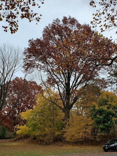 Cunningham Park Southeast Preserve Trail - Trailhead - Queens Village, NY