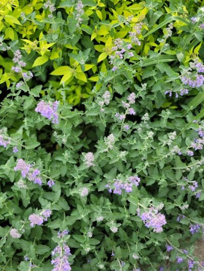 Cunningham Park Southeast Preserve Trail - Trailhead - Queens Village, NY