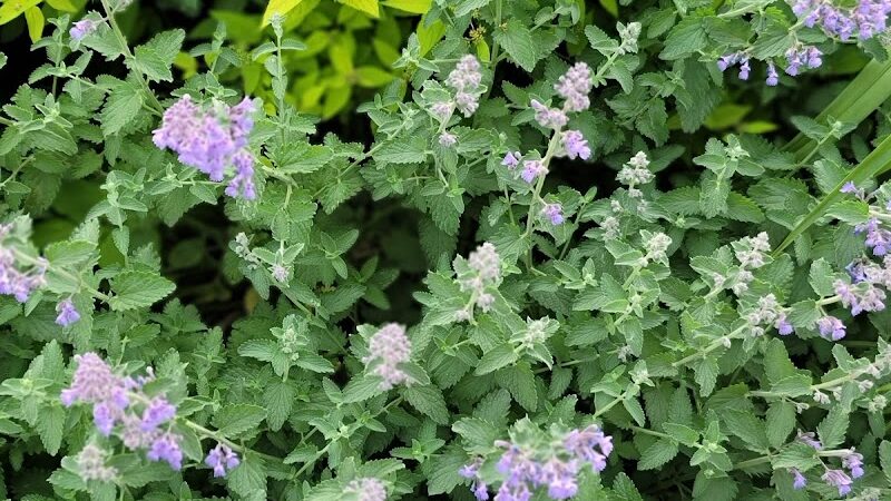 Cunningham Park Southeast Preserve Trail - Trailhead - Queens Village, NY