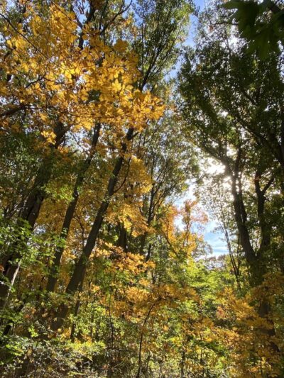 Cunningham Park Southeast Preserve Trail - Trailhead - Queens Village, NY
