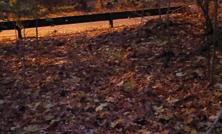 Cunningham Park Southeast Preserve Trail - Trailhead - Queens Village, NY