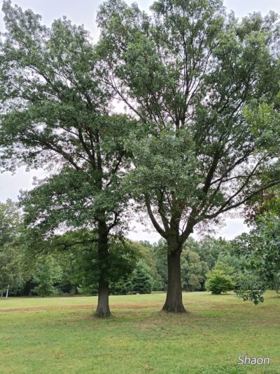 Cunningham Park Southeast Preserve Trail - Trailhead - Queens Village, NY
