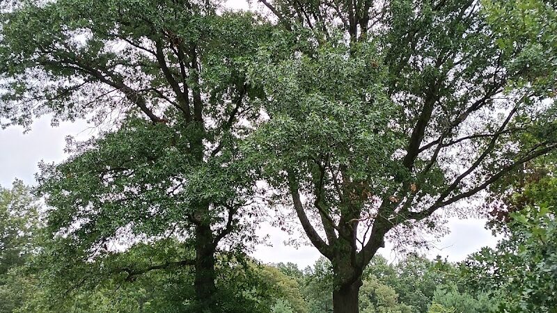 Cunningham Park Southeast Preserve Trail - Trailhead - Queens Village, NY