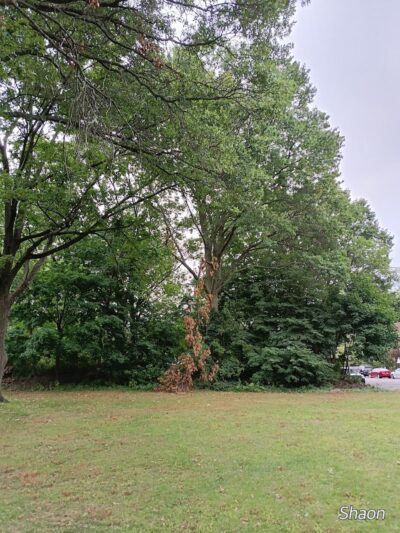 Cunningham Park Southeast Preserve Trail - Trailhead - Queens Village, NY