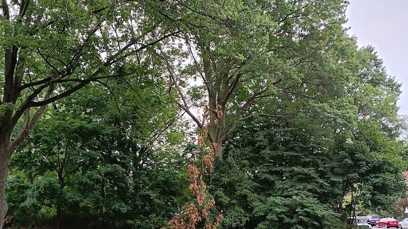 Cunningham Park Southeast Preserve Trail - Trailhead - Queens Village, NY