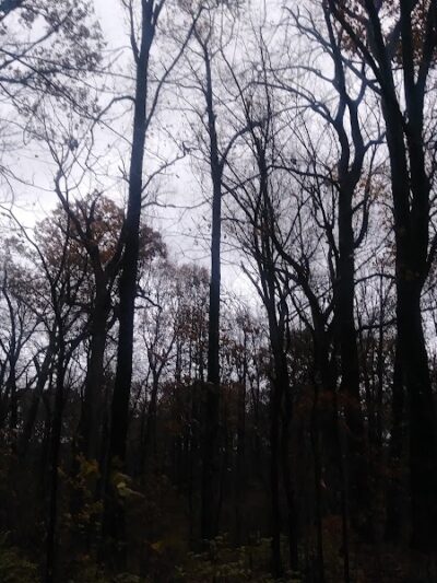 Cunningham Park Southeast Preserve Trail - Trailhead - Queens Village, NY