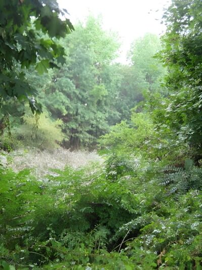 Potamogeton Pond - Queens Village, NY