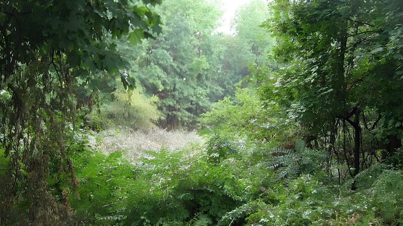 Potamogeton Pond - Queens Village, NY