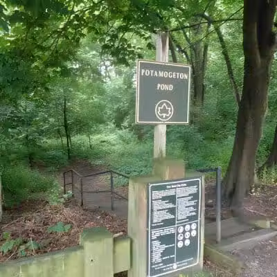 Potamogeton Pond - Queens Village, NY