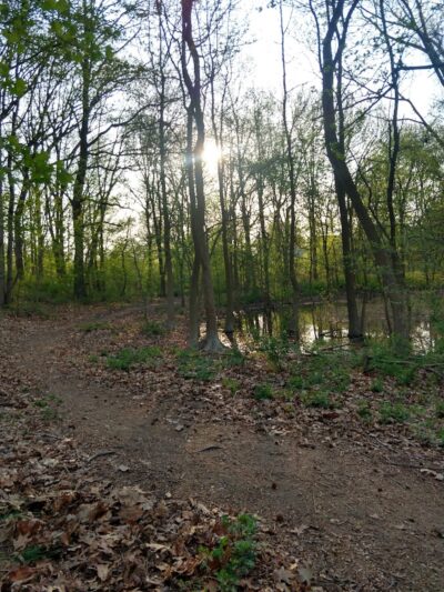 Potamogeton Pond - Queens Village, NY