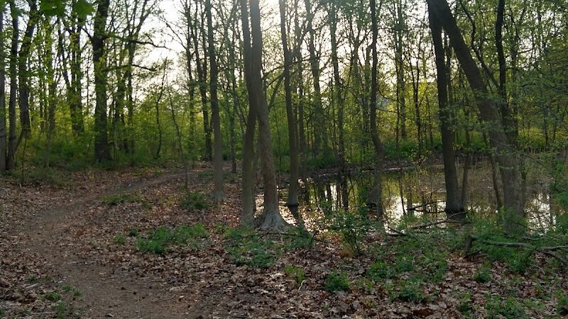 Potamogeton Pond - Queens Village, NY