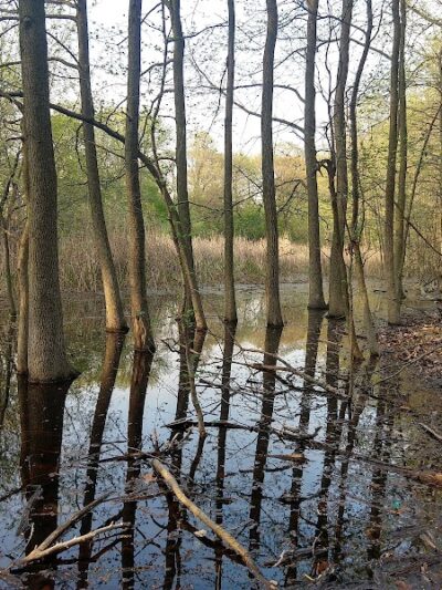 Potamogeton Pond - Queens Village, NY