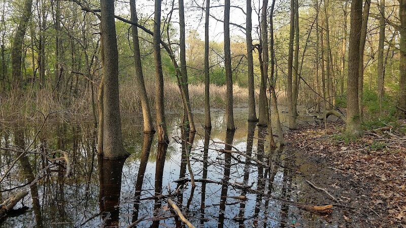 Potamogeton Pond - Queens Village, NY