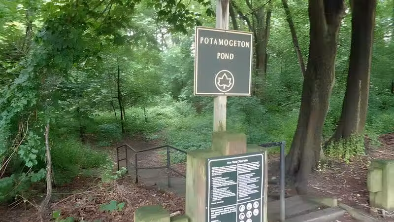 Potamogeton Pond - Queens Village, NY