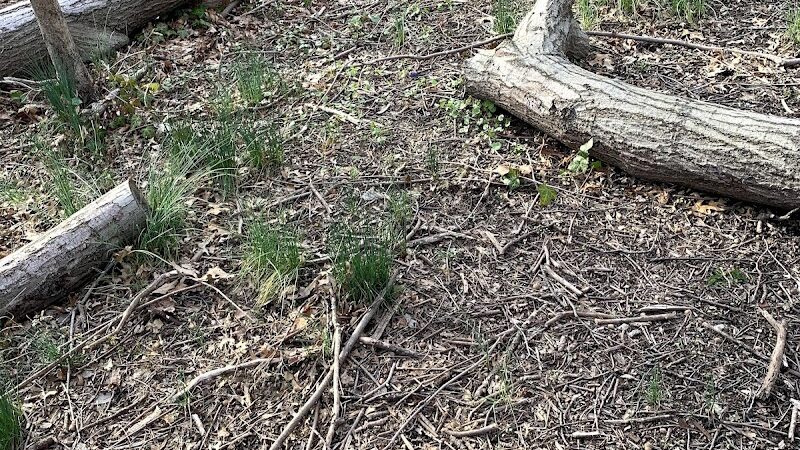 Potamogeton Pond - Queens Village, NY
