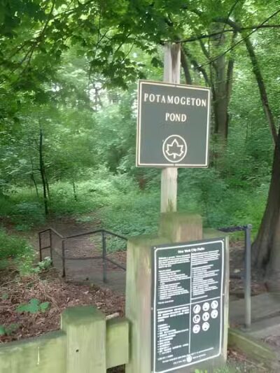 Potamogeton Pond - Queens Village, NY