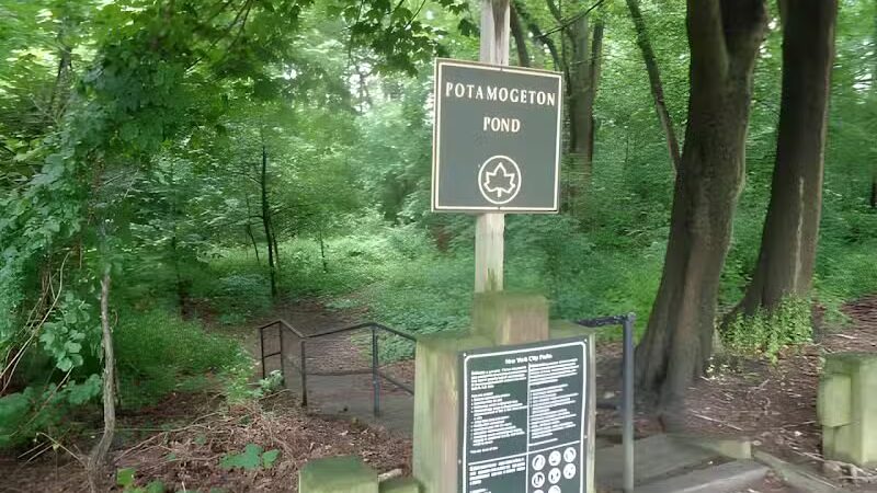 Potamogeton Pond - Queens Village, NY