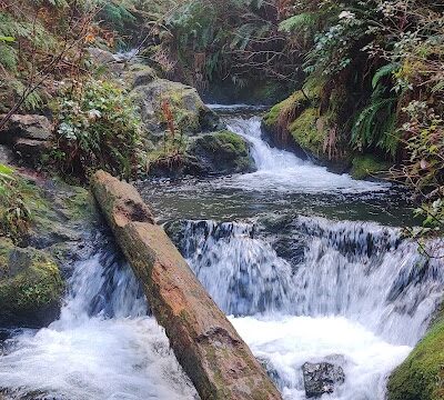 Quinault Loop Trailhead - Quinault, WA