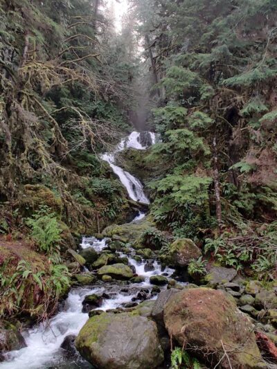 Quinault Loop Trailhead - Quinault, WA
