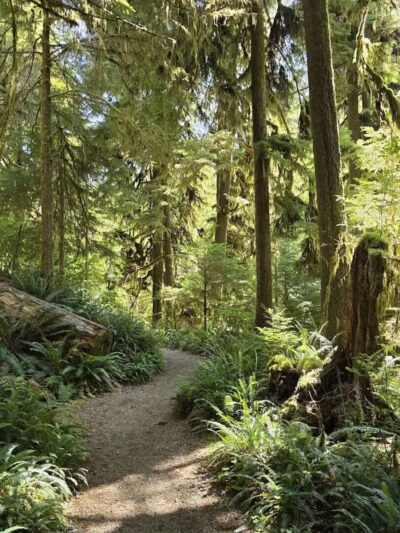 Quinault Loop Trailhead - Quinault, WA