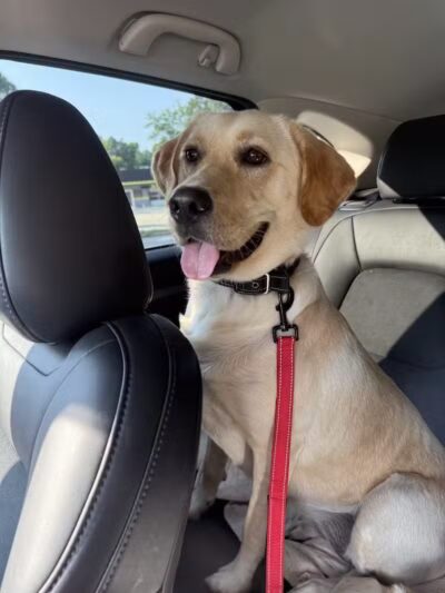 Blue Cord K9 - Raeford, NC