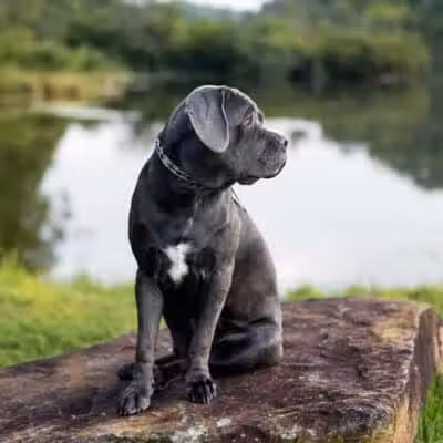 Blue Cord K9 - Raeford, NC