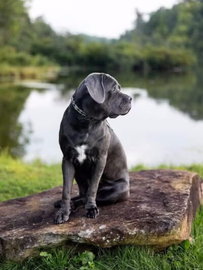 Blue Cord K9 - Raeford, NC