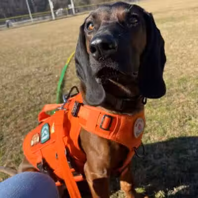Blue Cord K9 - Raeford, NC