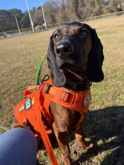 Blue Cord K9 - Raeford, NC